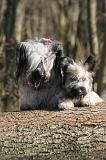 SKYE TERRIER 069